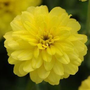 CGASPL Zinnia Double Zahara Yellow Flower Seeds Imported Flower Seeds 3 CGASPL Zinnia Double Zahara Yellow Flower Seeds Imported Flower Seeds