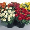 Benary Zinnia Double Zinnita Mix Flower Seeds 2 Benary Zinnia Double Zinnita Mix Flower Seeds