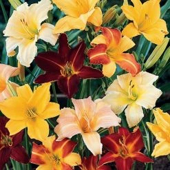 CGASPL Day Lily Mixed Flower Bulbs (Pack Of 6)