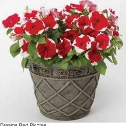 Pan American Seeds Petunia Single Gf. Dreams Red Picotee Flower Seeds Imported Flower Seeds