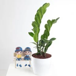 ChhajedGarden.com Plants Air Purifying Combo Of Snake Plant & ZZ Plant For Home & Indoor Plant In Plastic Pots 12 ChhajedGarden.com Plants Air Purifying Combo Of Snake Plant & ZZ Plant For Home & Indoor Plant In Plastic Pots